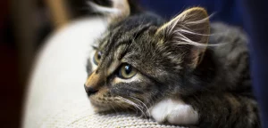 Pet euthanasia and end-of-life care options